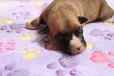 Les chiots de Whippet