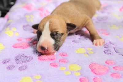 Les chiots de Whippet
