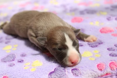 Les chiots de Whippet