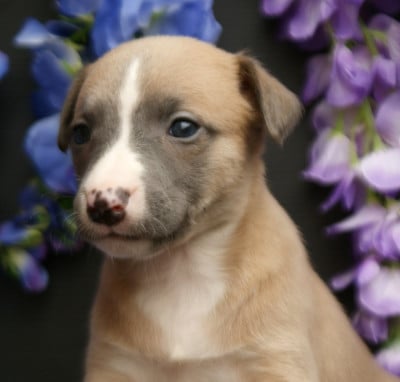 Les chiots de Whippet