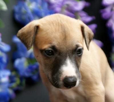 Les chiots de Whippet