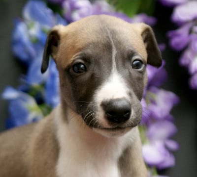 Les chiots de Whippet