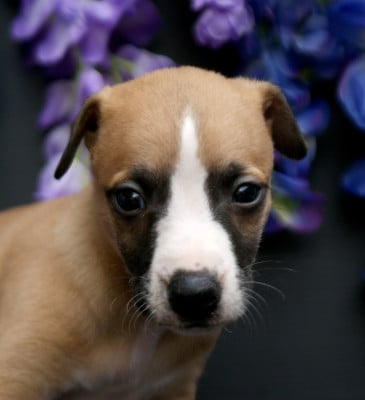 Les chiots de Whippet