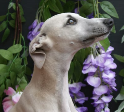 Les chiots de Whippet