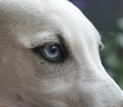 Les chiots de Whippet