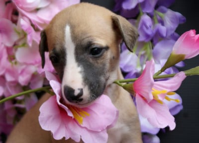 Les chiots de Whippet