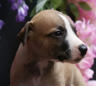 Les chiots de Whippet