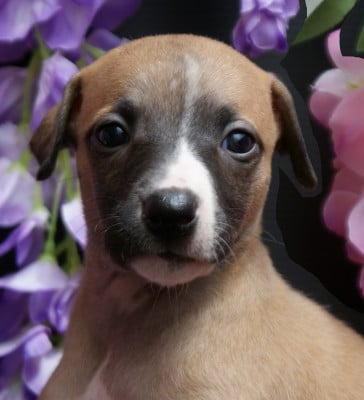 Les chiots de Whippet