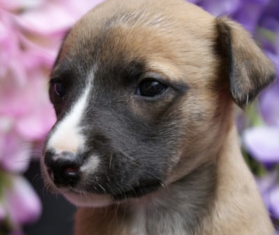 Les chiots de Whippet