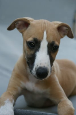 Les chiots de Whippet