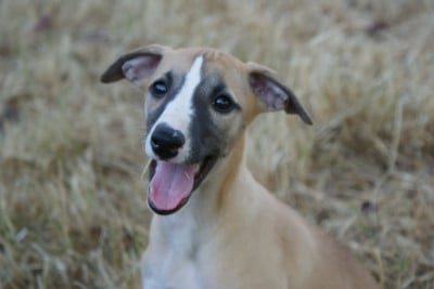 Les chiots de Whippet