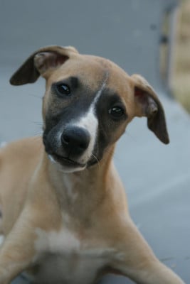 Les chiots de Whippet