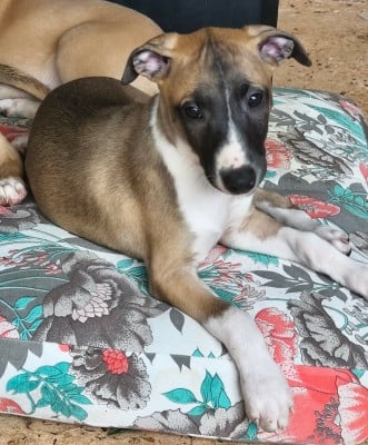 Les chiots de Whippet