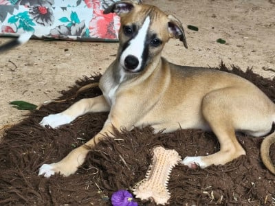 Les chiots de Whippet