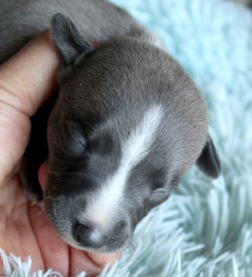 Les chiots de Whippet