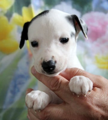 Les chiots de Whippet
