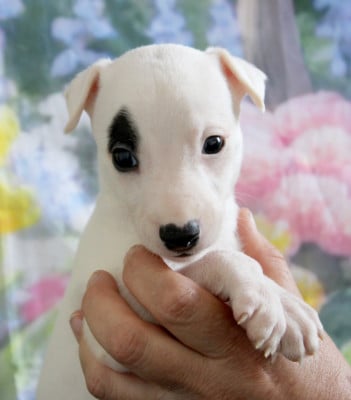 Les chiots de Whippet