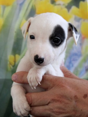 Les chiots de Whippet
