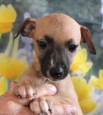 Les chiots de Whippet