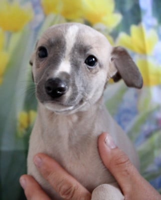 Les chiots de Whippet