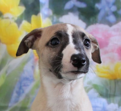 Les chiots de Whippet