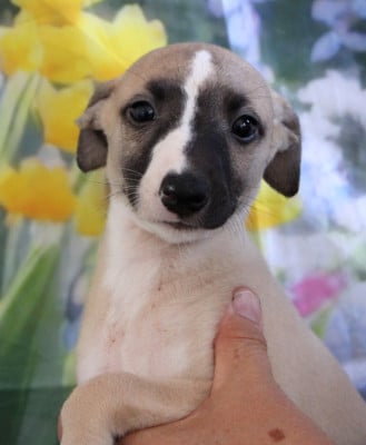 Les chiots de Whippet