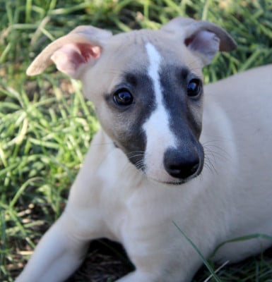 Les chiots de Whippet