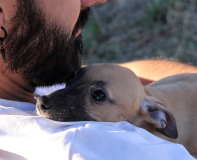 Les chiots de Whippet