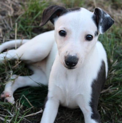 Les chiots de Whippet
