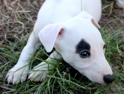 Les chiots de Whippet