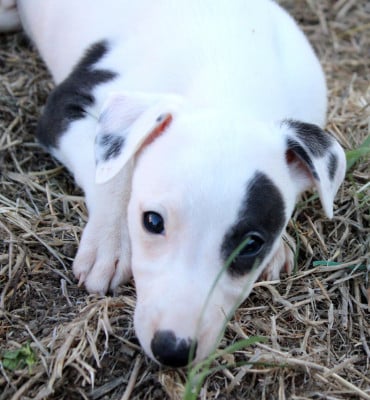 Les chiots de Whippet