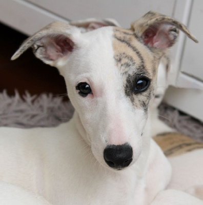 Les chiots de Whippet