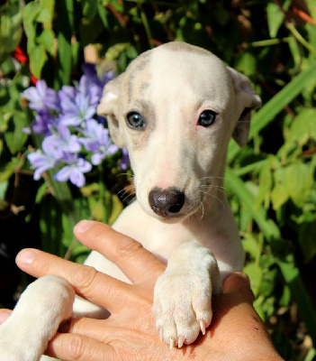 Les chiots de Whippet