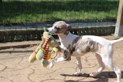 Les chiots de Whippet