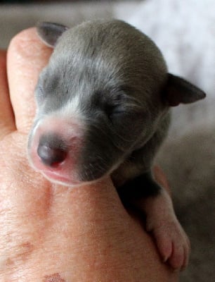 Les chiots de Whippet