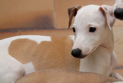 Les chiots de Whippet