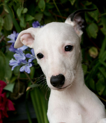 Les chiots de Whippet