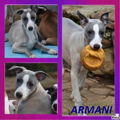 TEMPTED BY ARMANI - Whippet
