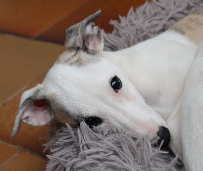 Les chiots de Whippet