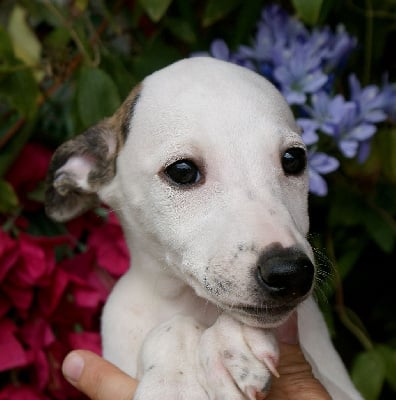 Les chiots de Whippet