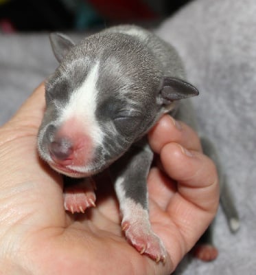 Les chiots de Whippet