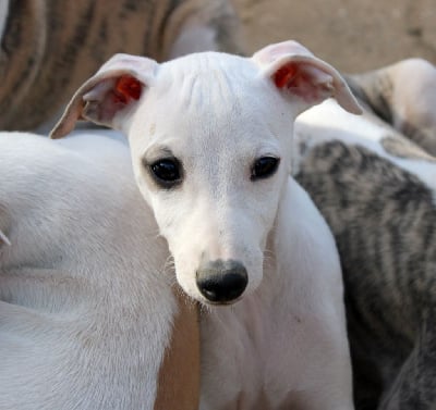Les chiots de Whippet