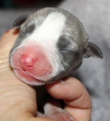 Les chiots de Whippet