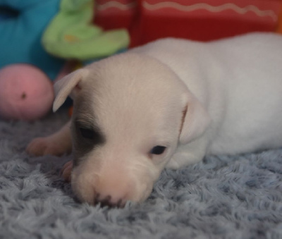 Les chiots de Whippet