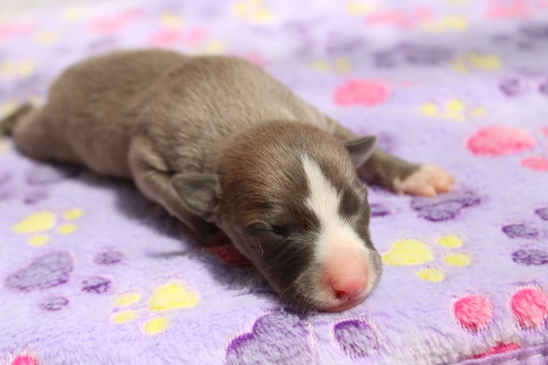 Whippet - Des Filles D'eole