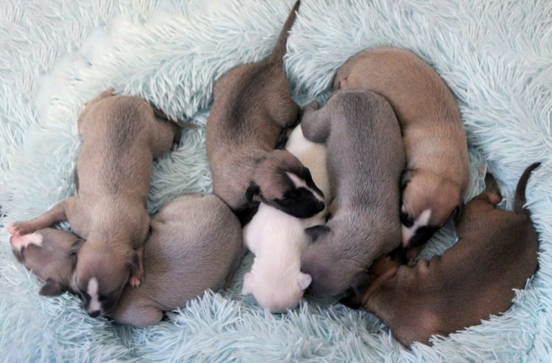 Whippet - Des Filles D'eole