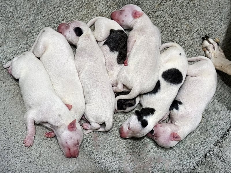 Whippet - Des Filles D'eole