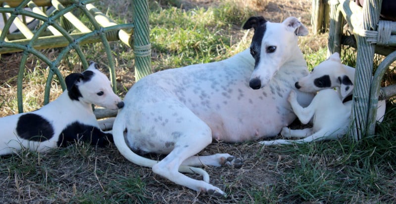 Whippet - Des Filles D'eole