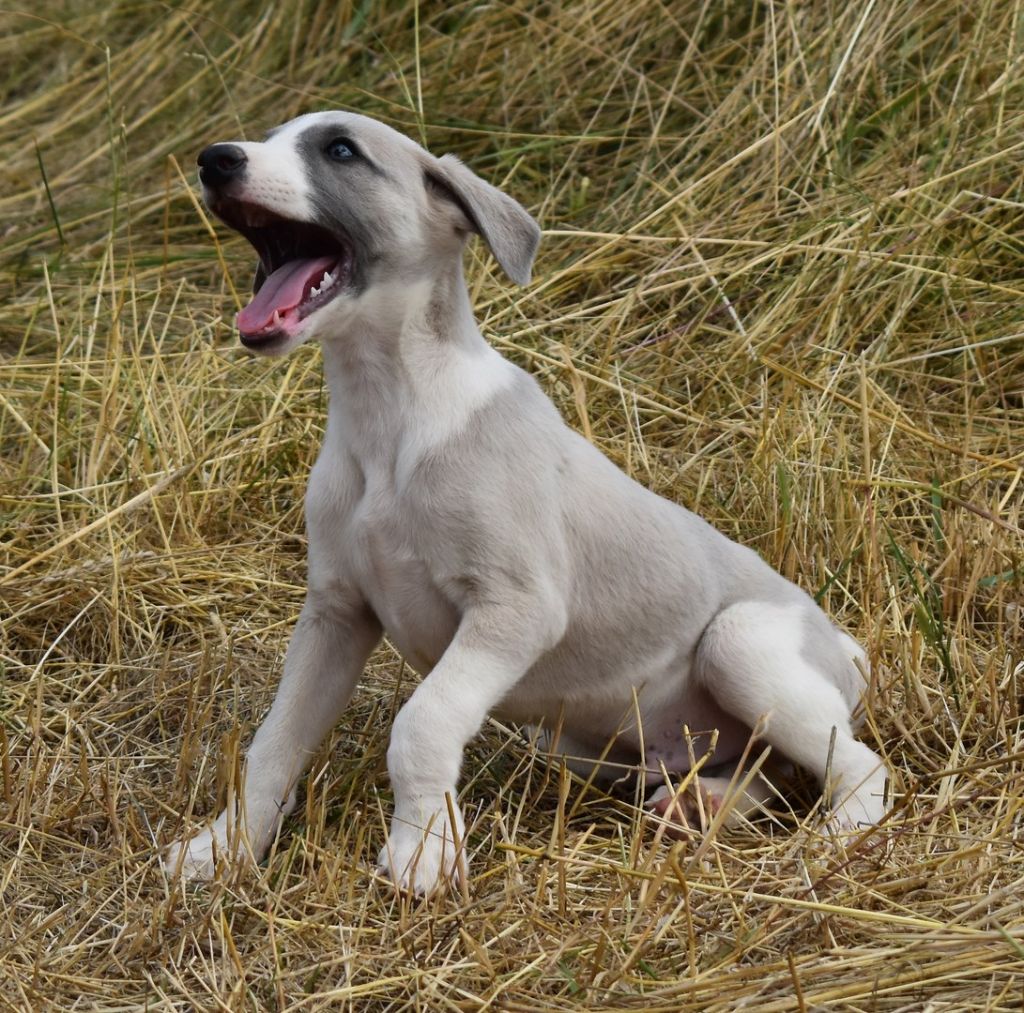 PHANTAISIE DE CHOPIN