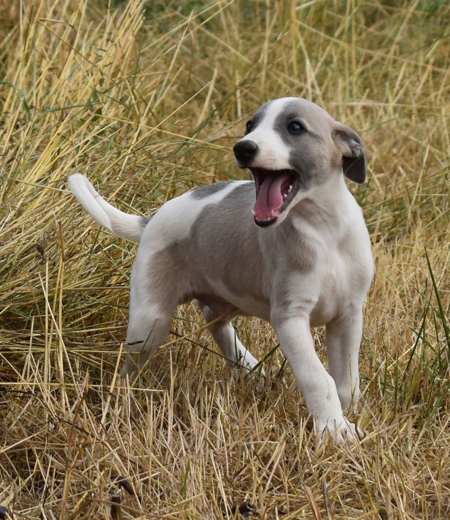 PHANTAISIE DE BERLIOZ